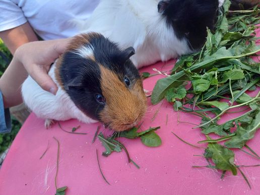 vorgestellt: Klausi, unser neues Meerschweinchen