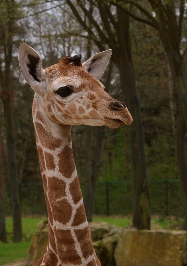 Tiergarten Nürnberg